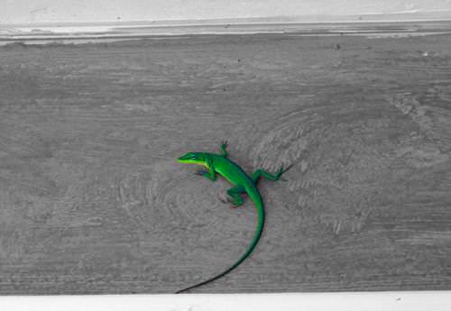 Featured image of post Cómo crear una foto blanco y negro con un toque de color utilizando Paint.NET